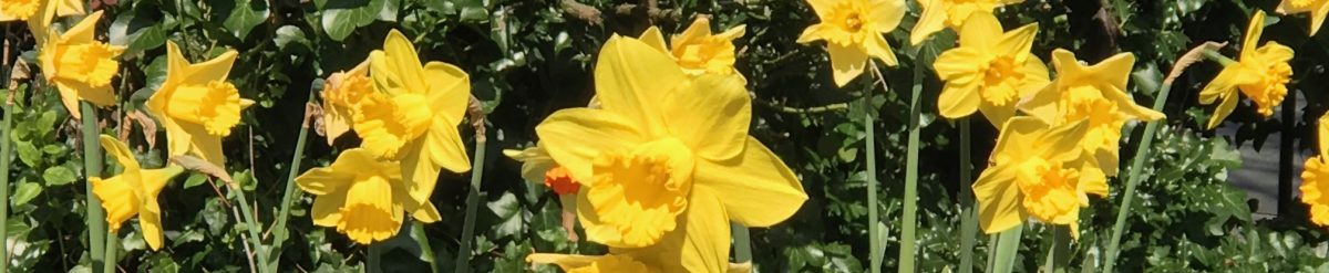 FRIENDS OF WOODHEYS PARK